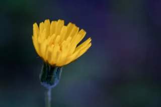 Proceso de cambio personal por Susana Castaño Coaching